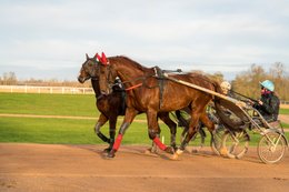 Cheval,-Chevaux,-Domaine-de-Grosbois,-Drivers,Grosbois,-Kaleidos,-Kaleidos-images,-La-parole-à-limage,-Marolles-en-Brie,-Sulky,-Tarek-Charara,-Trot,-Trotteurs